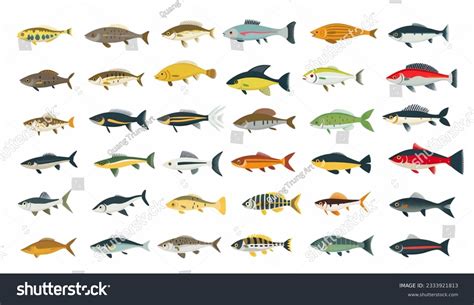 List Freshwater Aquarium Fish Species Vector Stock Illustration ...