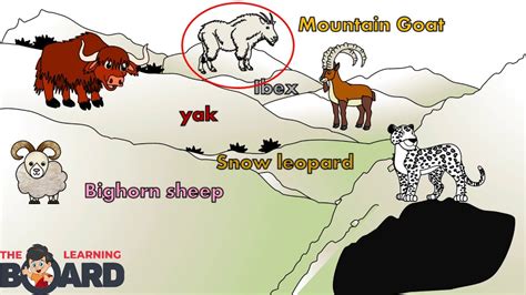 Mountain Habitat Animals With Names