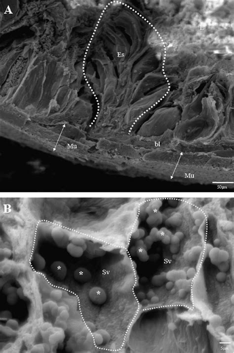 SEM images of venom glands of P. nigriventer spiders after longitudinal ...