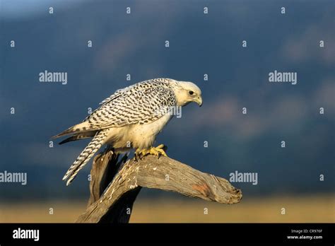 Gyrfalcon (Falco rusticolus), female, white morph, North America ...