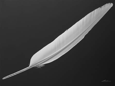 Free photo: White feather - Bird, Feather, Nature - Free Download - Jooinn