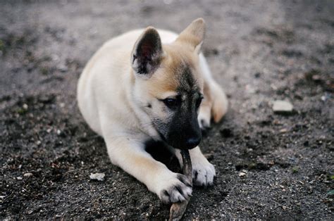 Akita Wolf Hybrid puppy, Katara. Dachshunds, Doggies, Dogs And Puppies ...