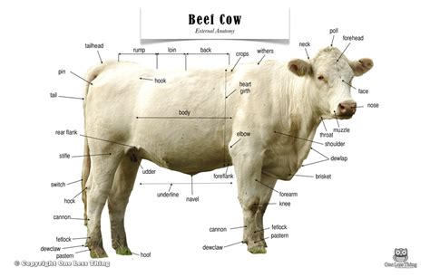 Cattle Body Parts Diagram