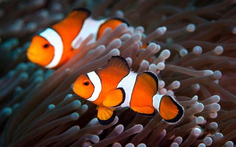 Clown Fish Wallpapers Free Download