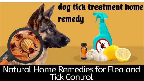 Natural Treatment For Fleas And Ticks In Dogs