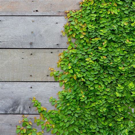 The Green Creeper Plant on wood background — Stock Photo © piyagoon ...