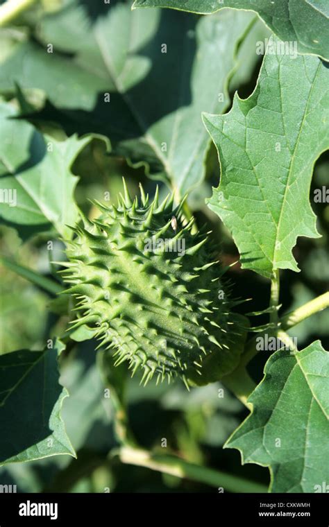 Burdock flower Stock Photo - Alamy