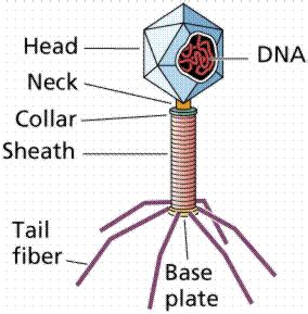 draw a diagram of a virus and label the parts - Brainly.com