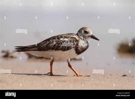 ruddy turnstone, non-breeding adult Stock Photo - Alamy