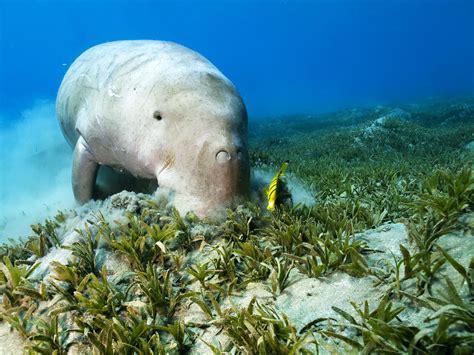 Seagrasses and Seagrass Beds