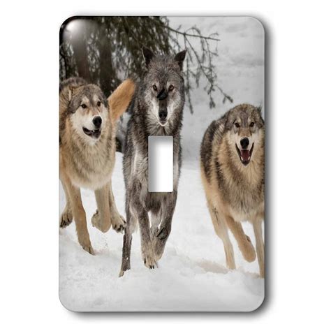 3dRose Gray Wolf pack behavior in winter, Montana - Single Toggle ...