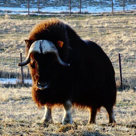 Musk Ox Farm (Palmer) - 2019 All You Need to Know BEFORE You Go (with ...