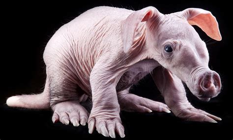 Baby Aardvark makes first public appearance after being born at zoo ...