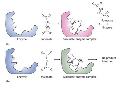 What are some examples of enzyme inhibitors? | Socratic