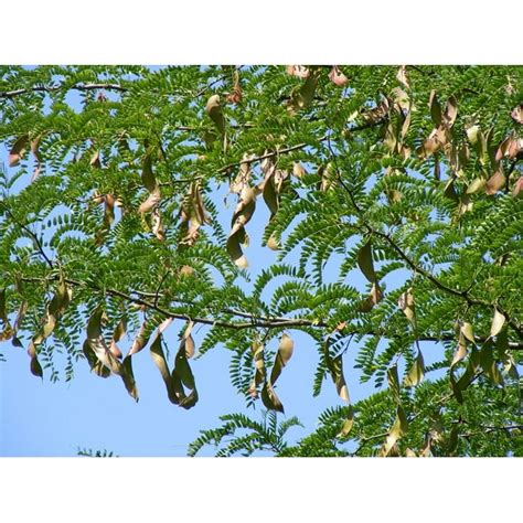 Siliqua Fruit Carob Tree Ceratonia Raw Plants-20 Inch By 30 Inch ...