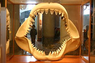 Fossil, Fossilized Teeth of the Megalodon Shark | NCpedia