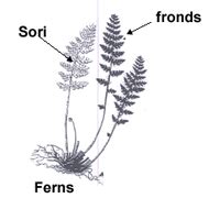 Phylum Filicinophyta - CLASSIFICATION PROJECT