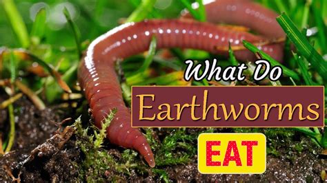 Are Earthworms Used In Food? Best 7 Answer - Chambazone.com