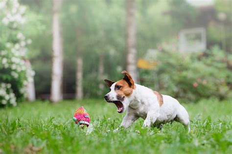 Why Dogs Love Playing Fetch | Pawversity