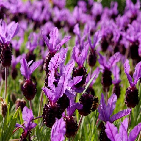 French Lavender, Spanish Lavender seeds - Lavandula stoechas – Garden ...