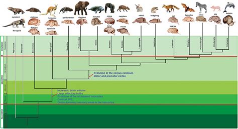 Frontiers | Genetic Mechanisms Underlying Cortical Evolution in Mammals