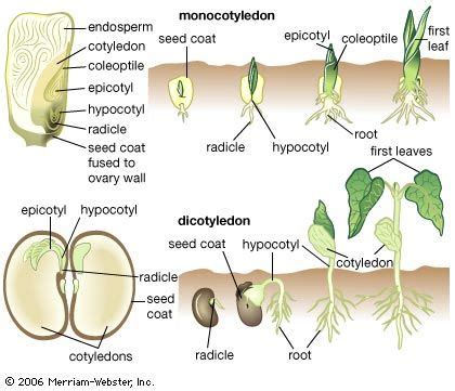 Germination | Description, Process, Diagram, Stages, Types, & Facts ...