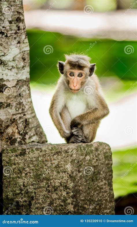 Baby Toque Macaque posing stock photo. Image of animals - 135220910