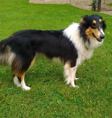 Collie Puppies For Sale | Dalton, OH #252329 | Petzlover