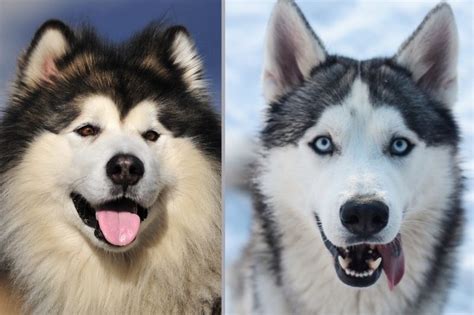 Malamute vs Husky: conoce las diferencias entre estas razas ...