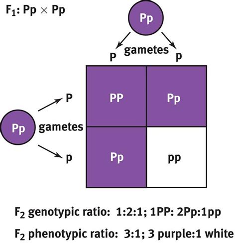 Analytical Approaches in Genetics - Genetics and Evolution - MCAT ...