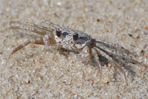 Atlantic Ghost Crab » Focusing on Wildlife