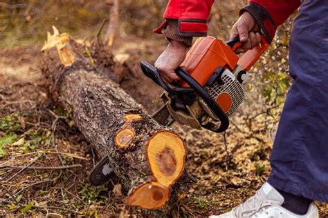 How To Remove Tree Roots From Under Your Driveway