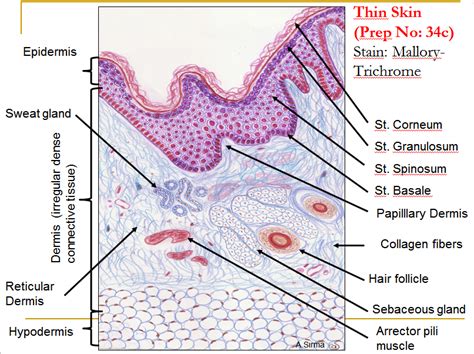 Histology Drawings: January 2014