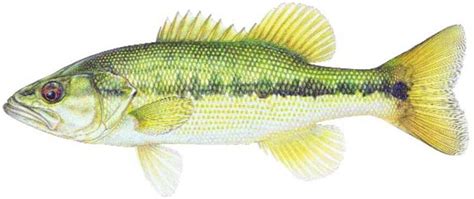 SPOTTED BASS / Fish Species / Fishing / KDWP - KDWP