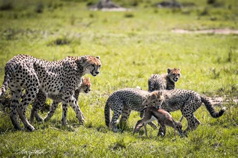 Elsen Karstad's 'Pic-A-Day Kenya': Cheetah Family; Hunting Lessons