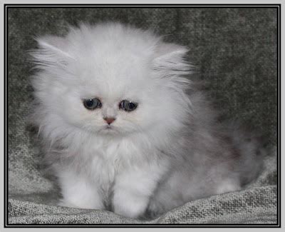 Cute Chinchilla Persian Kittens Photography