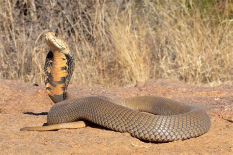 What is the deadliest snake in Southern Africa? | Lowvelder