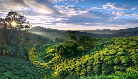 Darjeeling Tea Garden | Пейзажи, Природа