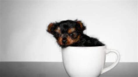 Health Issues in Teacup Dogs | Healthy Paws Pet Insurance