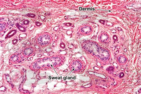 Sweat Gland Histology