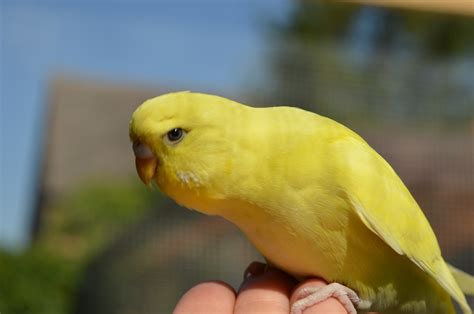 Free Images : hand, wing, wildlife, beak, yellow, fauna, lovebird ...