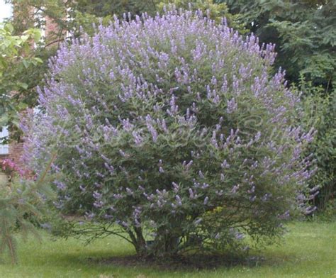 Vitex agnus castus o Sauzgatillo - Un gran aliado de las mujeres