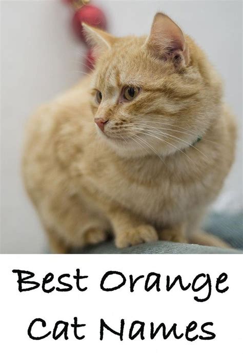 Orange Cat Names - 169 Amazing Names For Ginger Kittens | Boy cat names ...