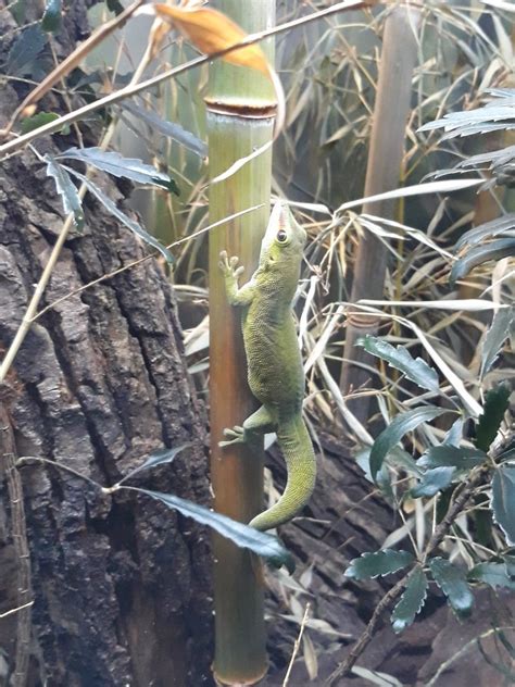 Madagascar giant day gecko - ZooChat