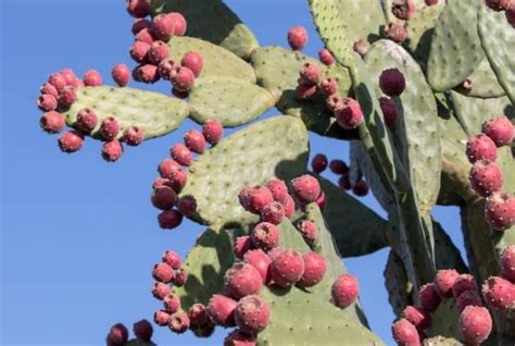 30+ Indigenous Desert Plants That Can Grow in Harsh Climate - Conserve ...