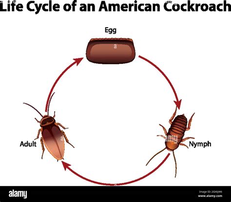 Diagram showing life cycle of cockroach Stock Vector Image & Art - Alamy