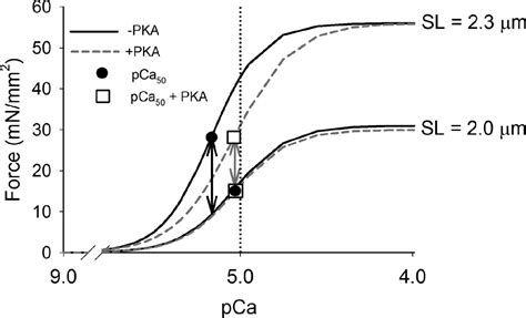 Figure 1.1 from Engineering troponin C with altered Ca2+ binding ...