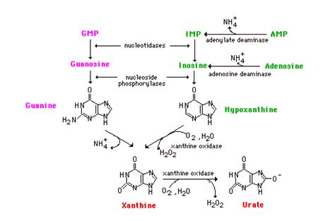 Purine Catabolism