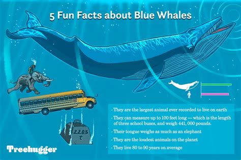 11 Facts About Blue Whales, the Largest Animals Ever on Earth | Blue ...