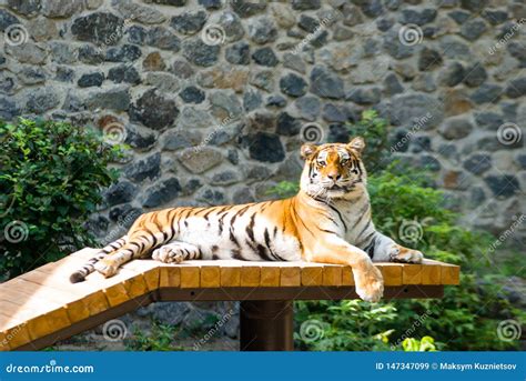 Bengal Tiger Basks in the Sun after Hunting Stock Image - Image of ...